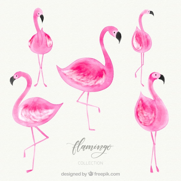 Flamingos collection with different postures in watercolor style