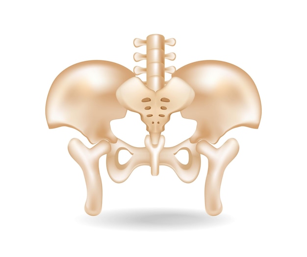 Flat 3d isometric concept illustration of pelvic bone anatomy cut