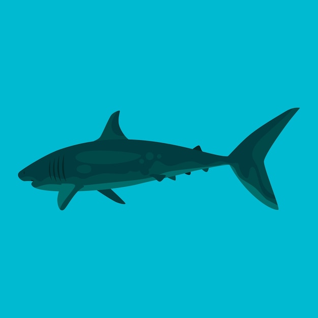 Flat design shark illustration