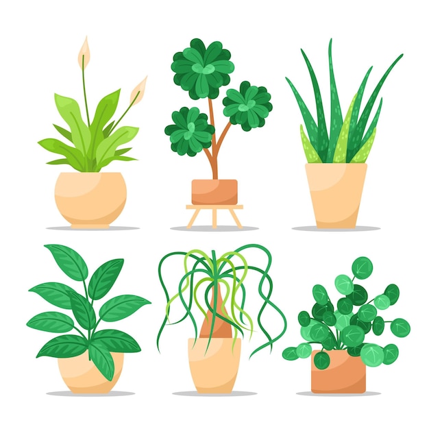 Flat houseplant collection