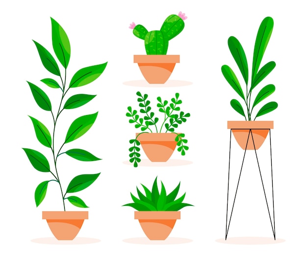 Flat houseplant collection