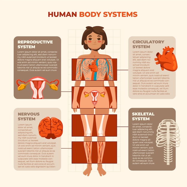 Flat human body infographic template