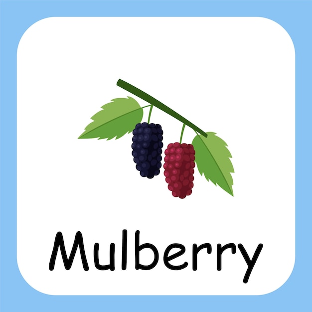 Flat Illustration of Mulberry with Text Vector Design Education for Kids