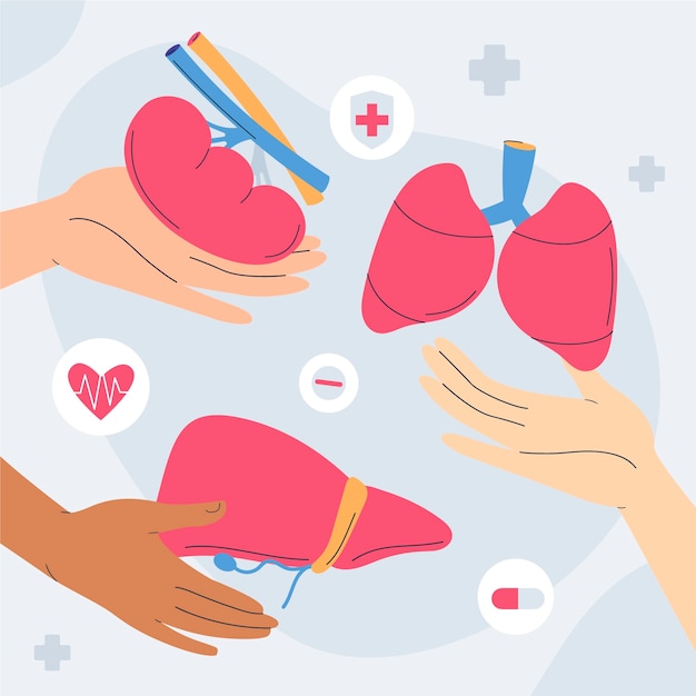 Flat illustration for world organ donation day