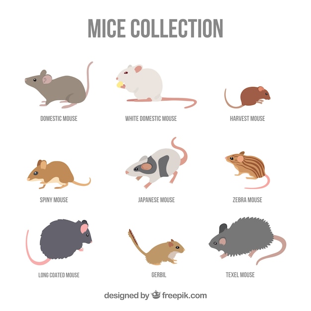 Flat mice collection with different poses