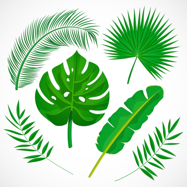 Flat palm leaves set. Tropical plants icons collection. Banana, monstera, palmetto, coconut leaf isolated on white background. Botanical illustration