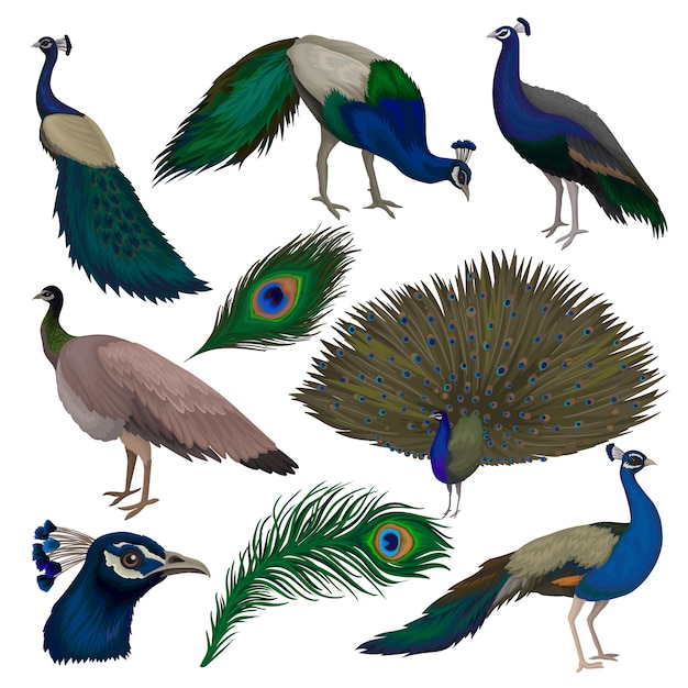 flat peacock set  illustration isolated