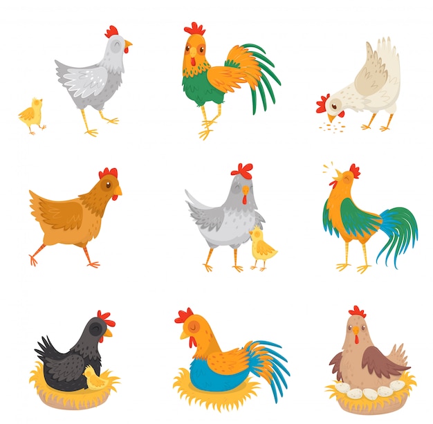 Flat   set with chickens, little chicks and roosters. Farm birds. Domestic fowl.