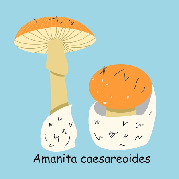 A flat vector of an edible mushroom isolated on a blue background