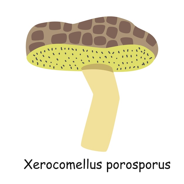 A flat vector of an edible mushroom isolated on a white background