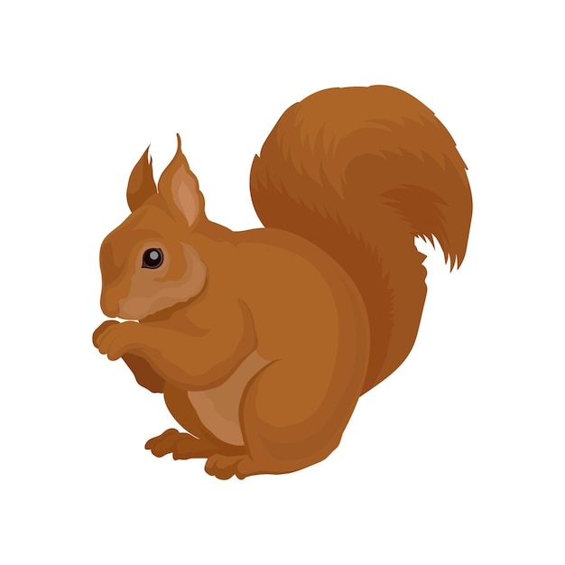 Vector flat vector icon of brown squirrel forest rodent with shiny eye and big fluffy tail wildlife theme element for book or poster