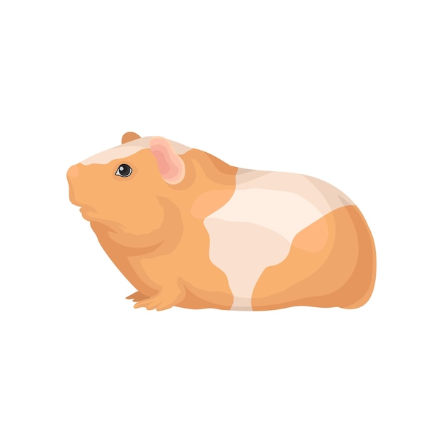 Flat vector icon of guinea pig with orangewhite coat Cute domestic animal Home pet Element for promo poster or banner of zoo store