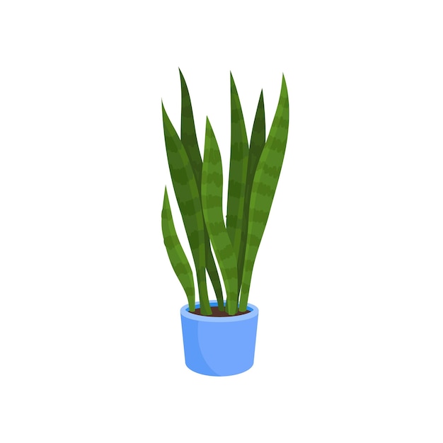 Flat vector icon of sansevieria trifasciata or snake plant in blue pot Decorative houseplant with long bright green leaves