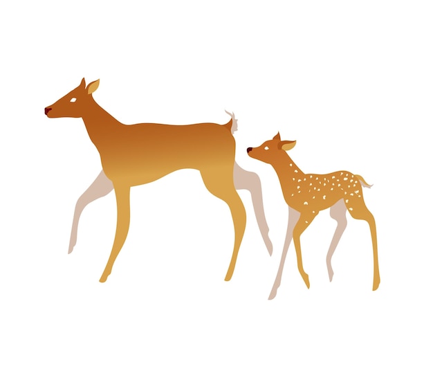 Flat vector illustration female deer with her baby calf on white background