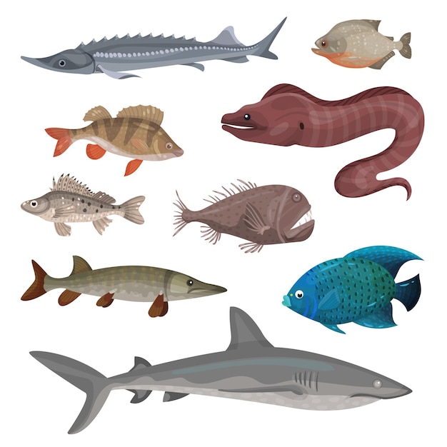 Flat vector set of different predatory fishes marine creatures sea and ocean life theme