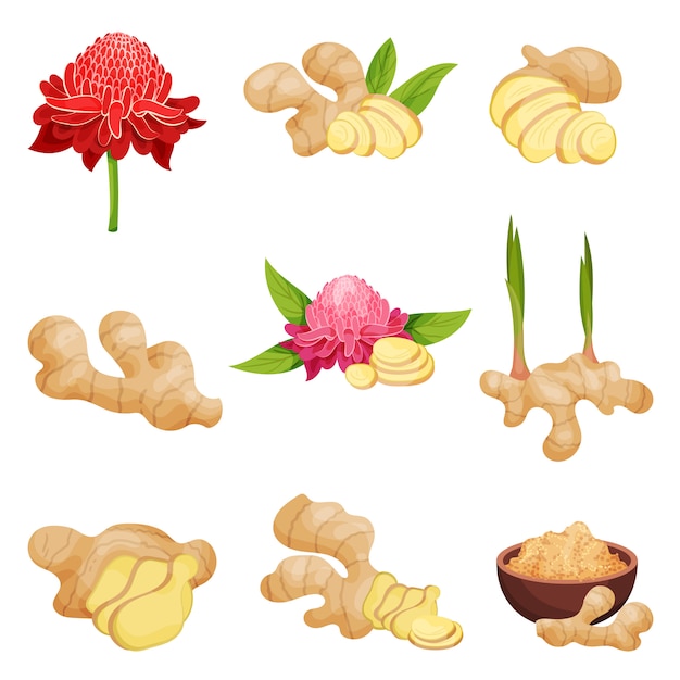 Flat vector set of ginger icons. Fresh roots with slices, flowers and powder.