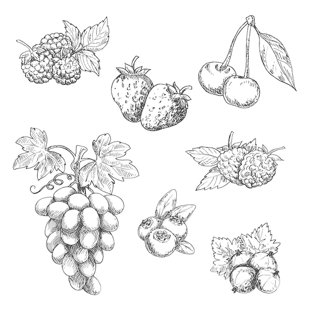 Flavorful fresh garden fruits with leaves sketches