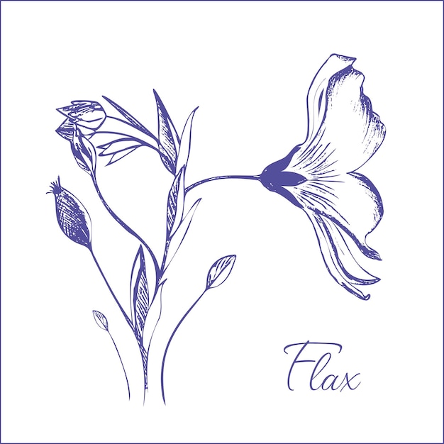 Flax flowers. Hand drawn illustration, editable, vector.