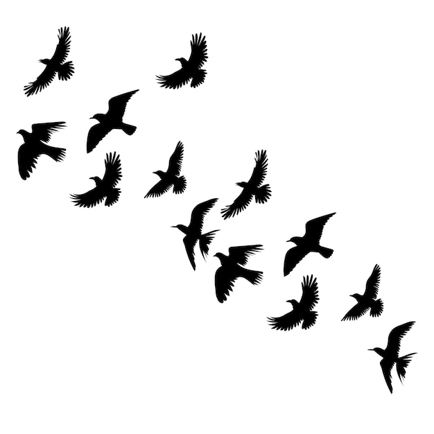 Flock of birds flying silhouette on white background isolated vector