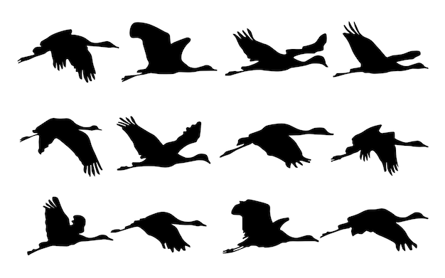 Flock of cranes or stork black silhouette in flying