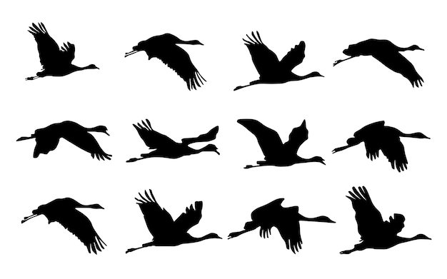 Flock of cranes or stork black silhouette in flying