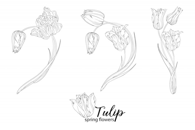 Floral arrangements illustration