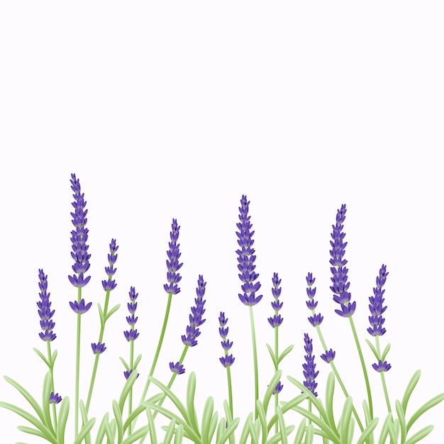 Floral  background template design with lavender flowers.