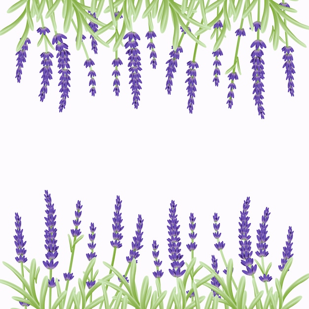 Floral  background template design with lavender flowers.