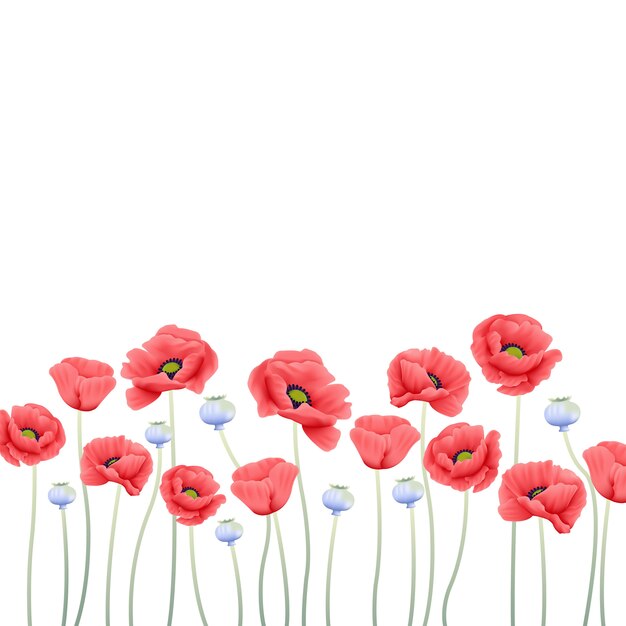 Vector floral background with poppy flower