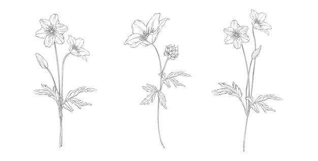 floral black and white composition set with anemone flowers