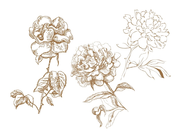 Vector floral collection. hand-drawn illustrations