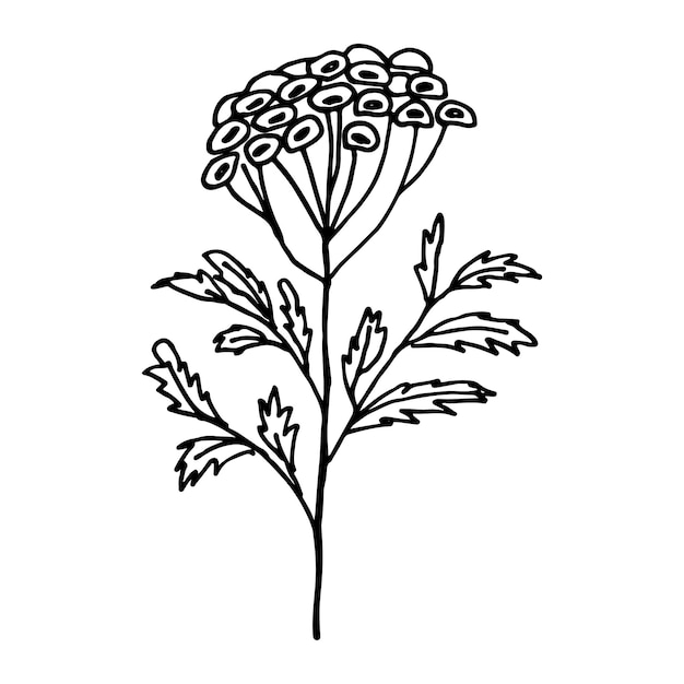 Floral doodle tansy Wild meadow flower Hand drawn illustration