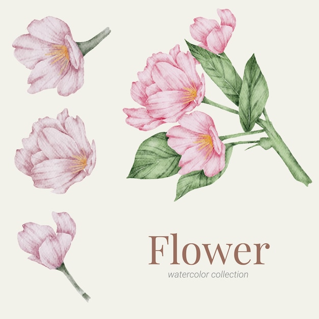 Floral element watercolor collection