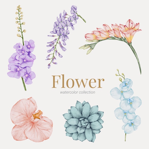 Floral element watercolor collection