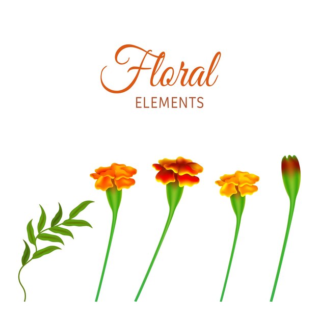 Vector floral elements like as marigold flowers, bud and green leaf on white background.