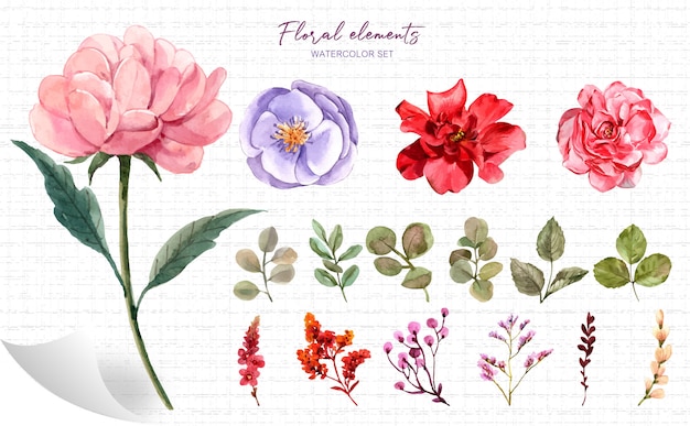 floral elements watercolor set   .