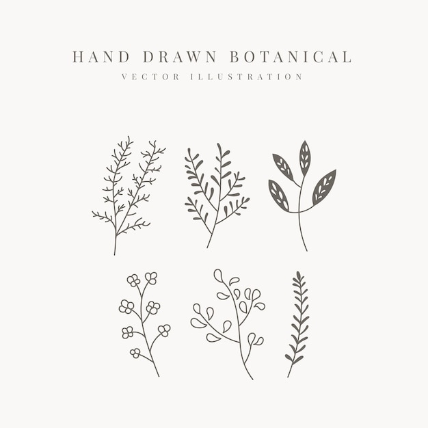 Vector floral line element hand drawn botanical vector illustration