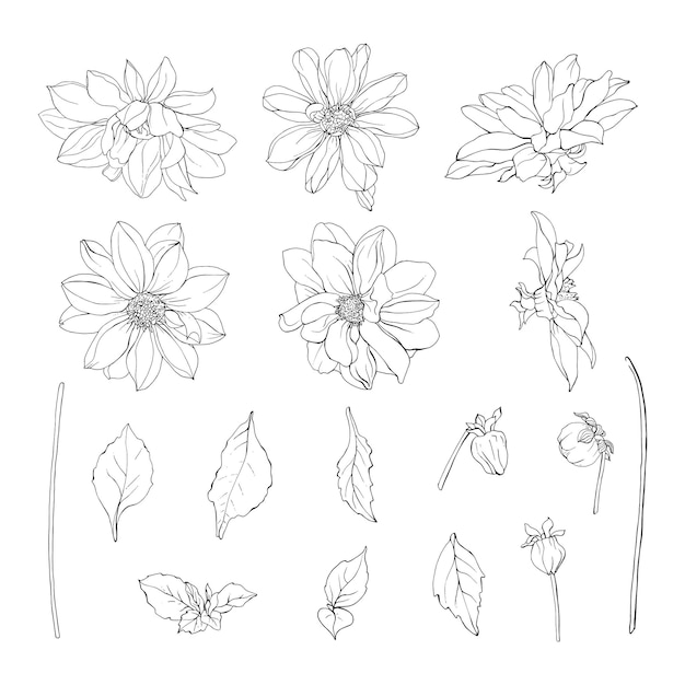 Floral set of black outline flowers dahlias, branch and leaves.