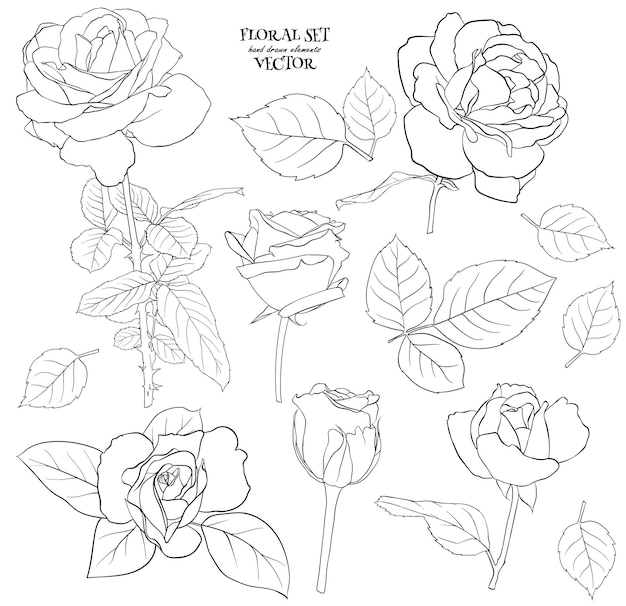 Floral set of delicate roses with leaves. A set of contour drawings for drawing up flower compositions for decoration, design of cards, textile, paper, prints, fabric, etc. Vector illustration.