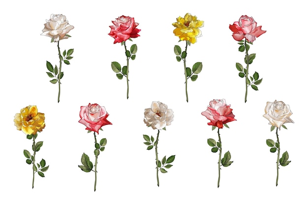 Floral set of flowers roses on stem, green leaves.