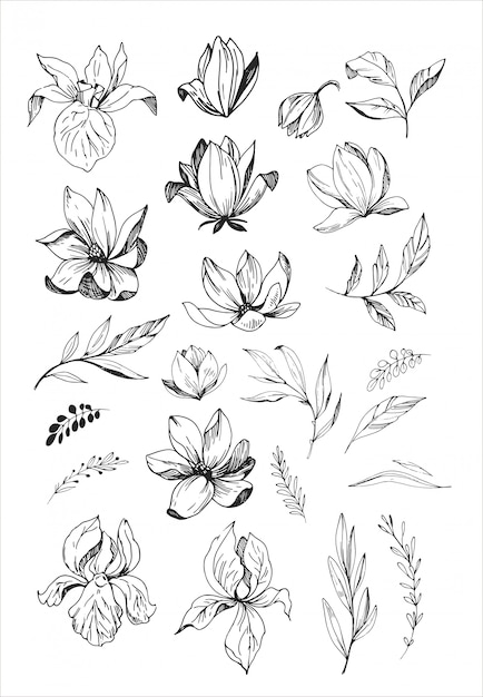 Floral set. Sketches of flowers, plants, leaves.