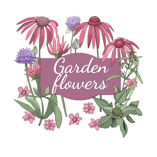 Floral set. Summer and spring isolated garden flowers and herbs with chives, coneflower (Echinacea), silky wormwood (tarragon).