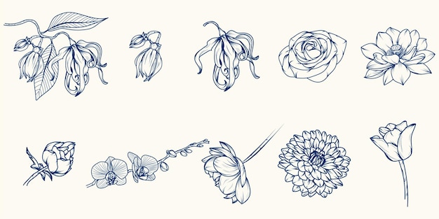 floral sketch set, various floral line art.