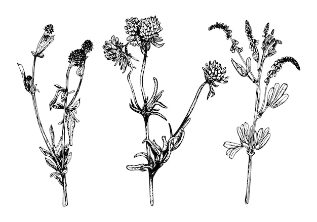 Floristic set field herbs line art Meadow flower Flowering plants Hand drawn