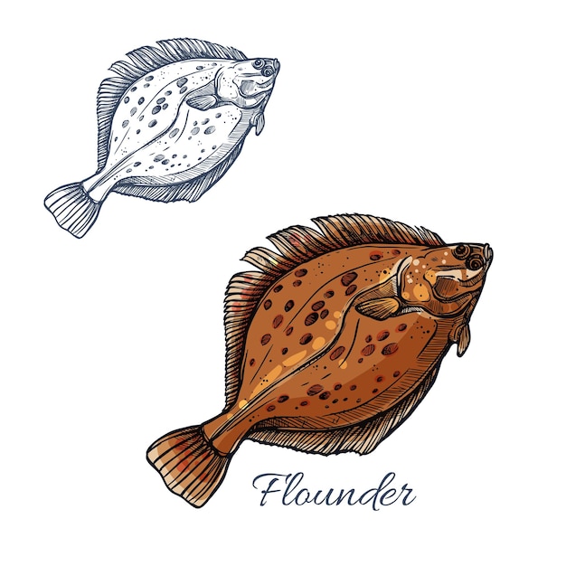 Vector flounder flatfish sketch for seafood design