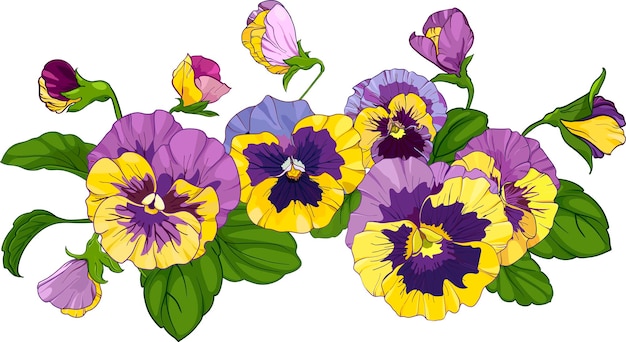 Vector flower arrangement of pansies  bouquets viola yellow and purple flowers green leaves