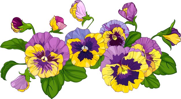 Vector flower arrangement of pansies isolated on a white background bouquets viola