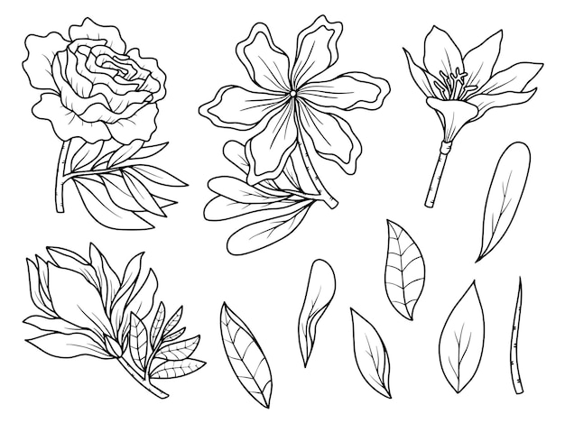 Flower arrangement with hand drawn line art