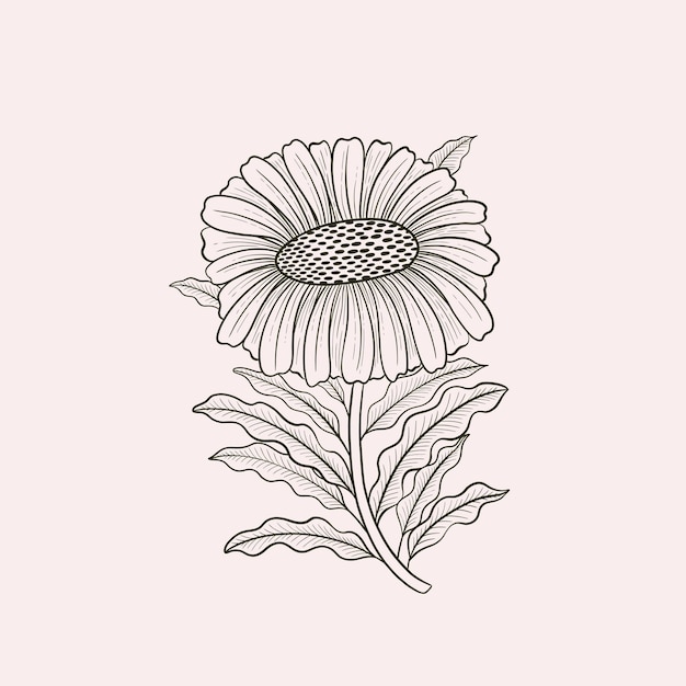 Flower chamomile line hand drawn style One object vintage design Elegant plant William Moriss drawing style