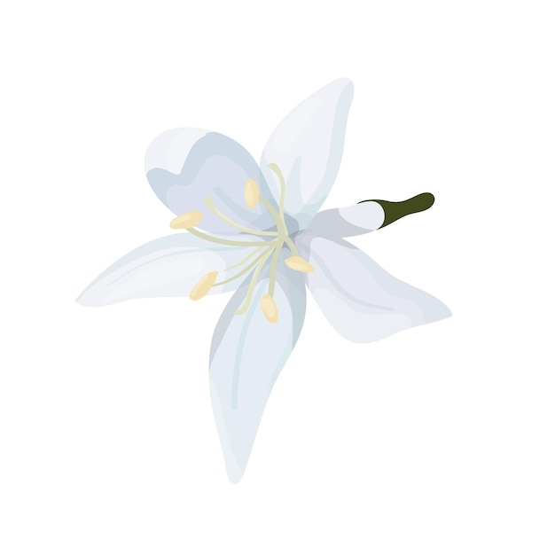 Flower of a coffee tree in a cartoon style isolate on a white background top view Delicate white petals of a coffee flower